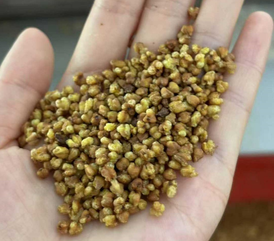 許昌智工炒苦蕎設(shè)備